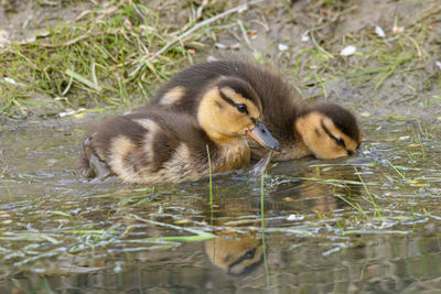 View of a duck in lake