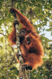 Low angle view of monkey