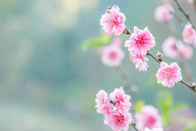 Close-up of pink cherry blossoms in spring