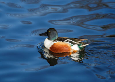 Close-up of bird swimming on lake