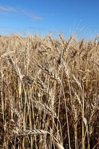 Close-up of stalks in field against sky