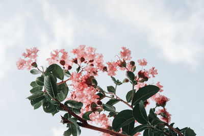 Low angle view of pink flowering plant against sky