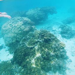 High angle view of coral in sea