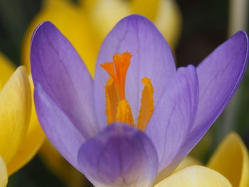 Close-up of purple crocus flower