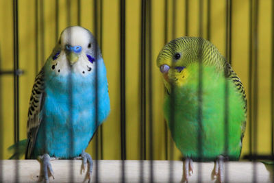 View of parakeets in cage