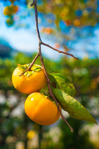 Close-up of orange fruit on tree