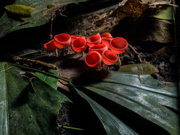 Close-up of red berries on plant