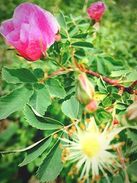 Close-up of pink flowers
