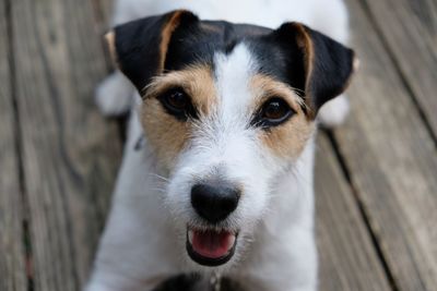 Close-up portrait of dog