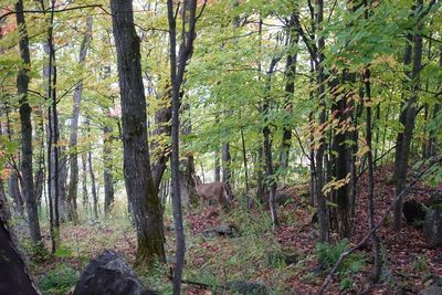 Scenic view of trees in forest