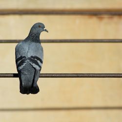 Close-up of bird perching outdoors