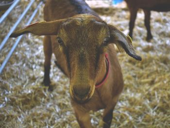 Close-up portrait of cow standing on field