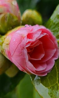 Close-up of pink rose