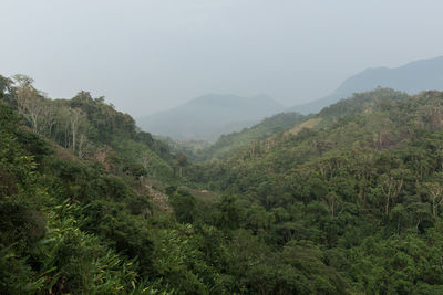 Scenic view of forest against clear sky