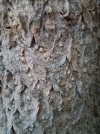 Full frame shot of tree trunk