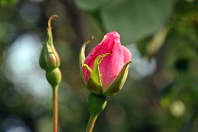 Close-up of rose bud