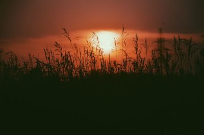 Plants at sunset