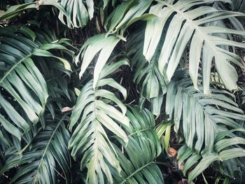 Full frame shot of palm leaves