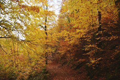 Trees in forest during autumn