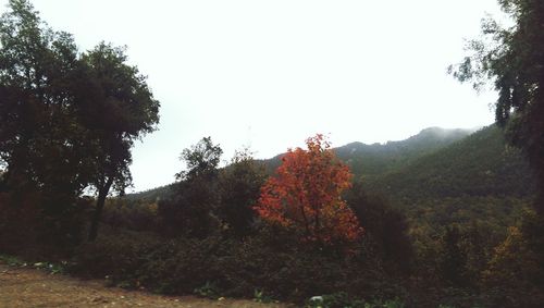 Trees growing in forest against sky during autumn