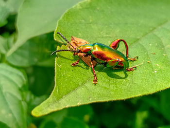 Close-up of insect on leaf