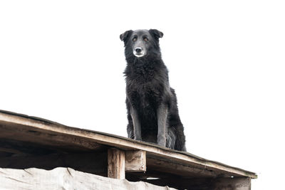 Low angle portrait of dog standing against clear sky