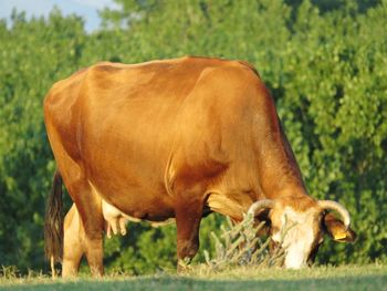 Cow grazing in a field