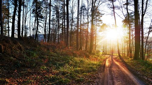 Trees in forest against bright sun