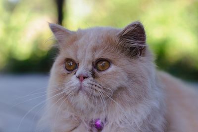 Close-up portrait of a cat