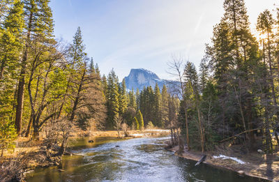 Scenic view of river amidst trees in forest against sky