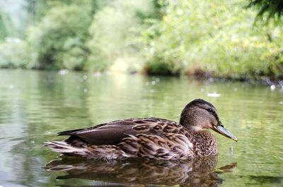 Close-up of duck swimming on lake