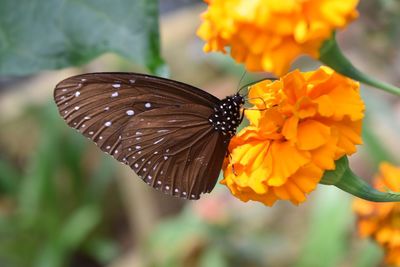 Close-up of butterfly pollinating on flower