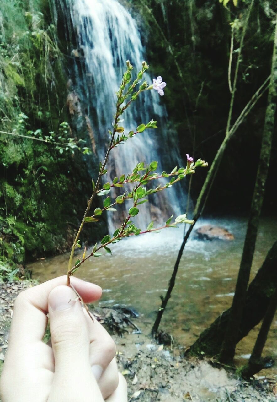 CLOSE-UP OF PERSON HAND HOLDING LEAF