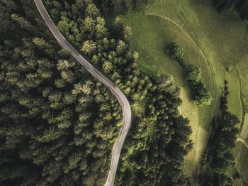 High angle view of road amidst trees