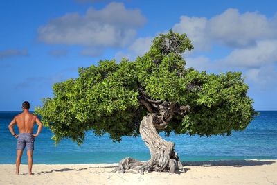 Divi tree, eagle beach, aruba