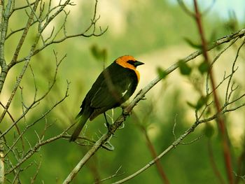 Close-up of bird perching on tree