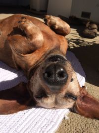 Close-up portrait of dog resting at home