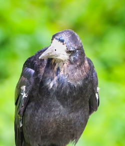 Close-up of bird perching outdoors