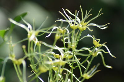 Close-up of flowering plant