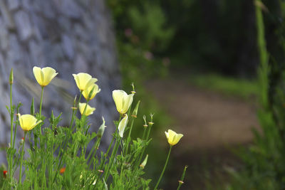 Close-up of yellow flower blooming in field