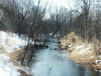 Bare trees by river