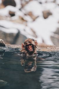 Portrait of monkey in a lake