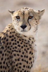 Close-up of leopard outdoors