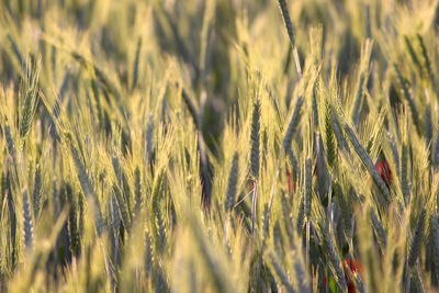 Close-up of wheat growing on field