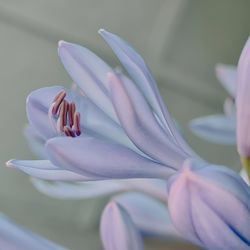 Close-up of pink flower