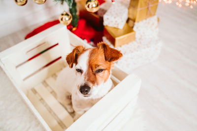 Cute jack russell dog into a box at home by the christmas tree