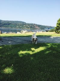 View of sheep on grassy field against sky