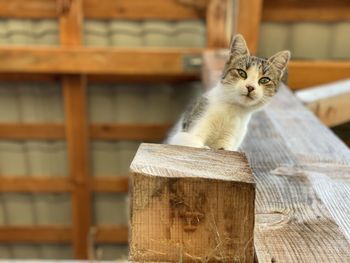 Portrait of cat by wooden wall