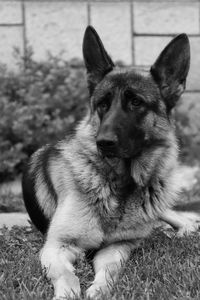 Portrait of a dog on field