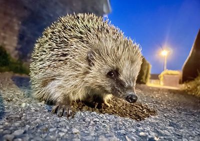 Close-up of hedgehog on street at night